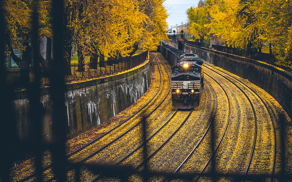 Bsutton Trainyellowfoliage (Small)