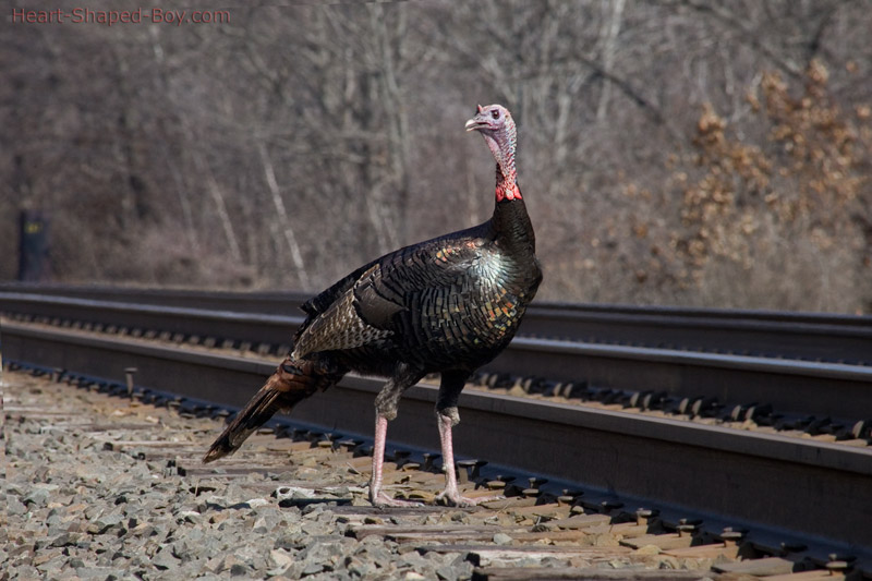 Turkey By The Tracks