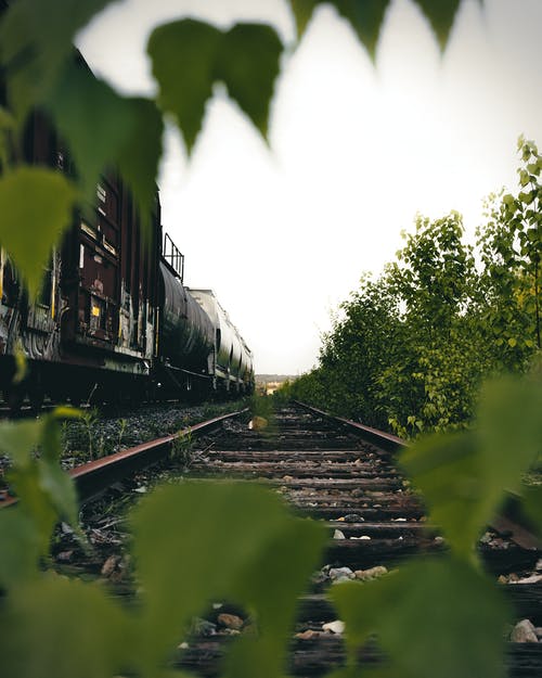 Train Through Trees